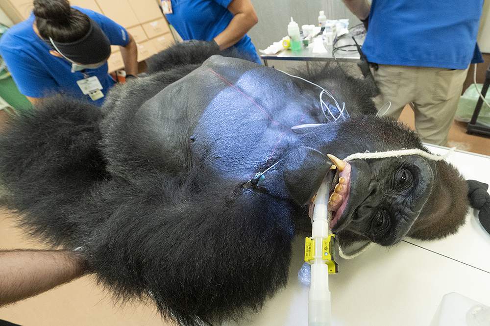 “Barney,” a 28 year old silverback Lowland Gorilla, undergoes exam at Zoo Miami.