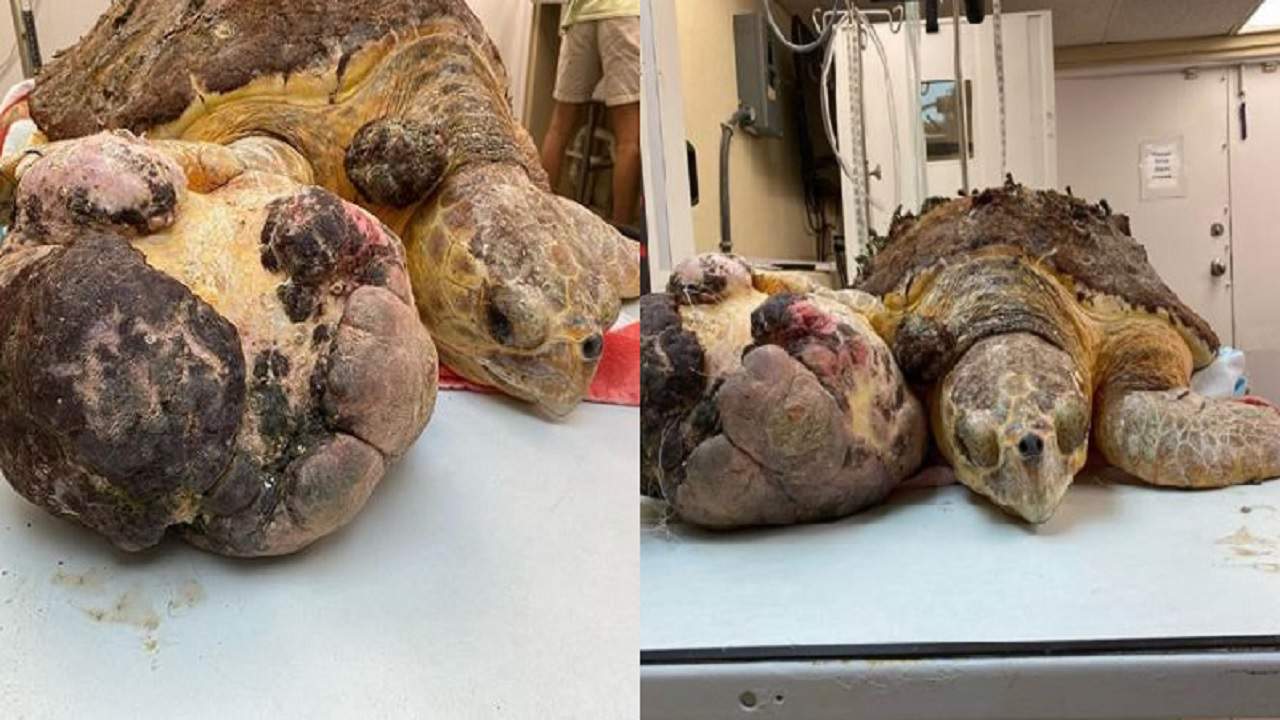 Loggerhead sea turtle with large tumor found off Duck Key