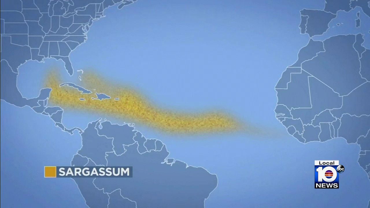 Scientists say sargassum is 5,000 miles wide and is expected to hit beaches in South Florida