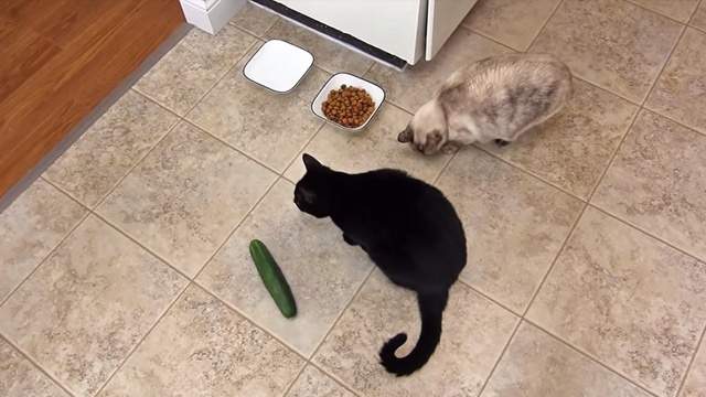 Don T Scare Your Cats With Cucumbers