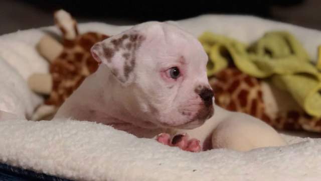 Craigslist Ad Leads Thief To American Bulldog Puppy In Miami Dade