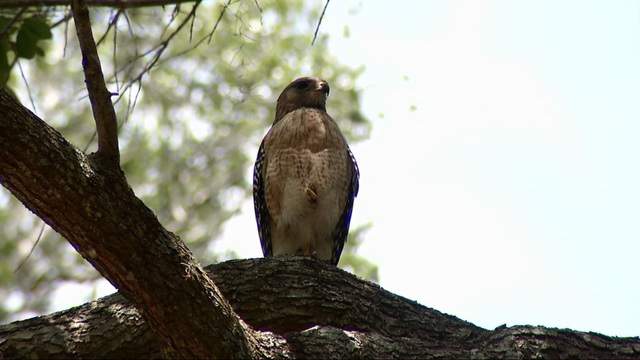 Hawks Attacking Residents In Florida Neighborhood