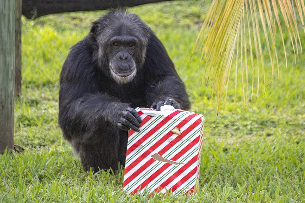 PHOTOS: ZooMiami animals’ treats get holiday season twist