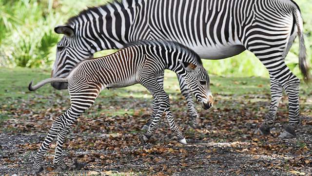 Newborn Zebra Makes His Zoo Miami Debut