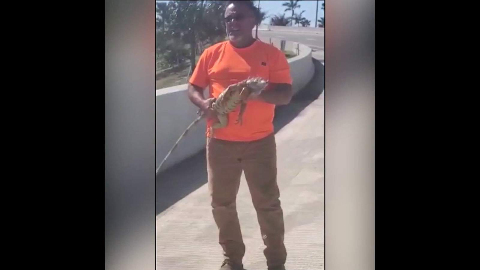 Iguana rescued after being stuck on I-95