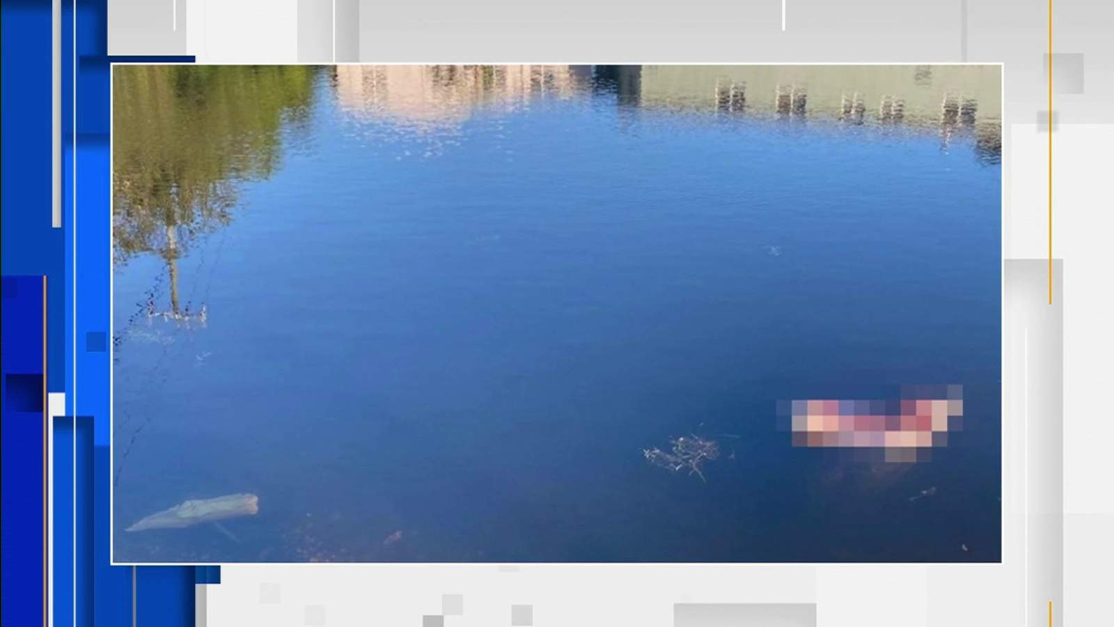 Manatee found dead, with disturbing scene leading to questions about how it died and what killed it