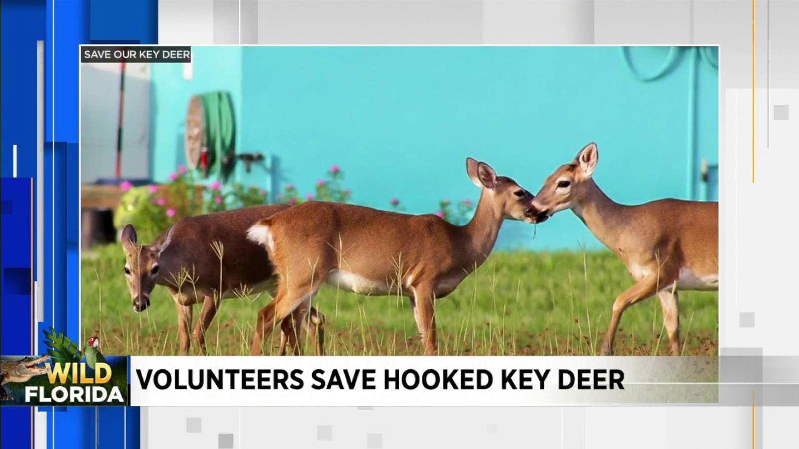 Wild Florida: Volunteers help endangered deer in Florida Keys