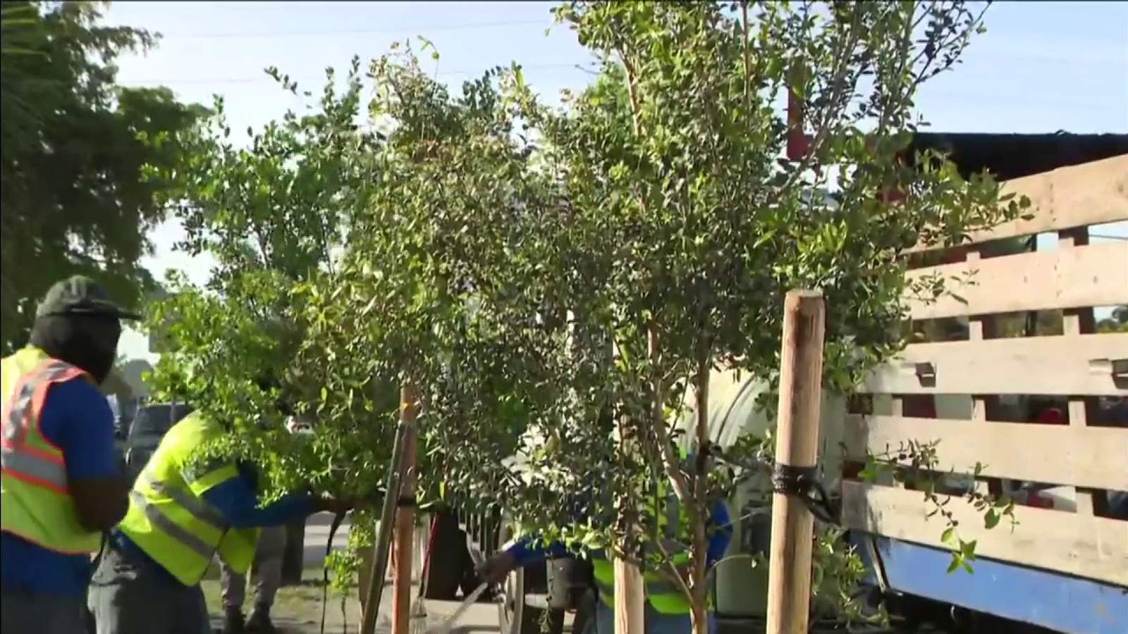 Broward commissioner helps to plant 13 trees in Fort Lauderdale neighborhood