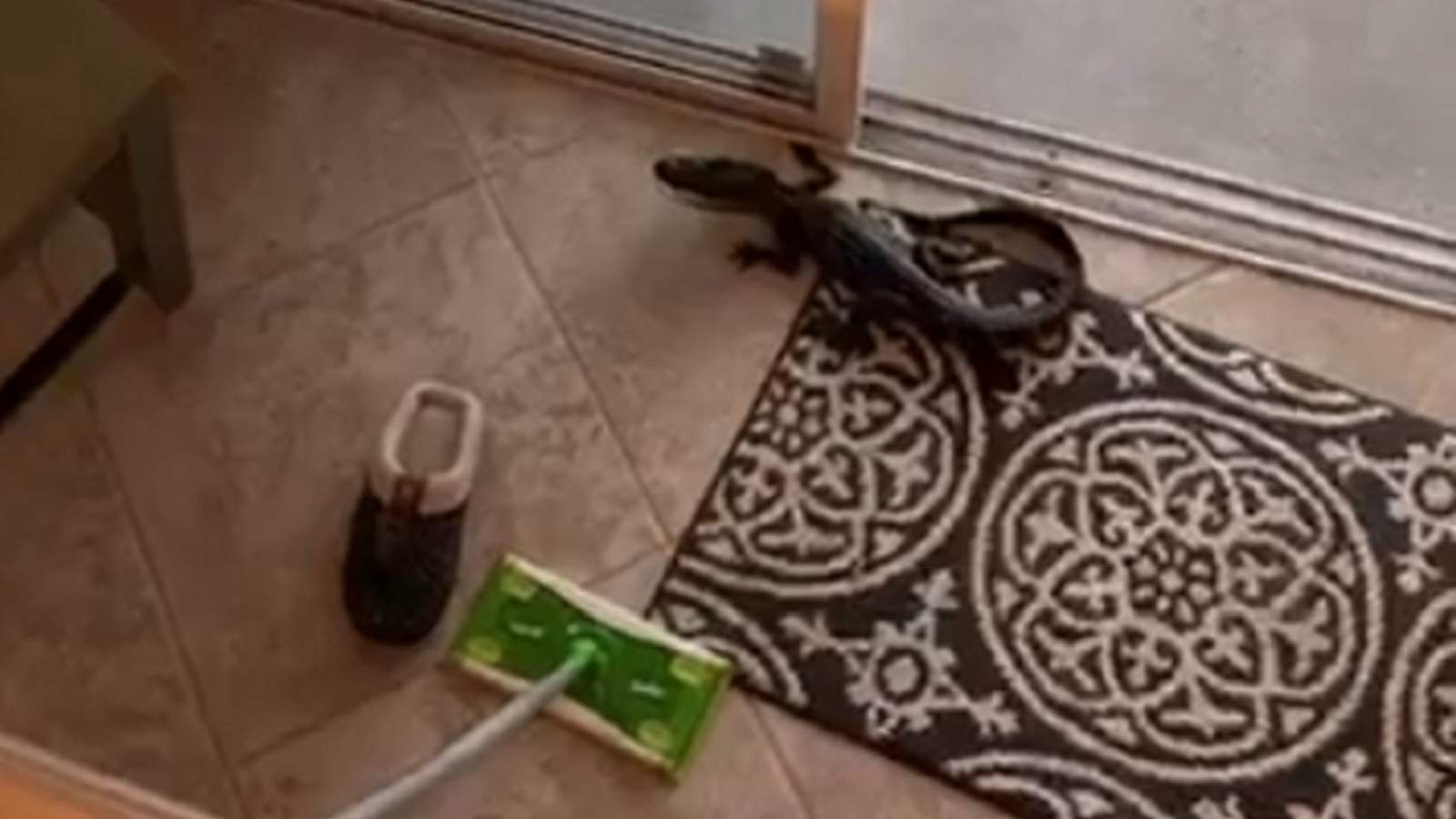 ‘Keep moving, bro:’ Watch these Florida women hilariously try to get a baby gator out of the house