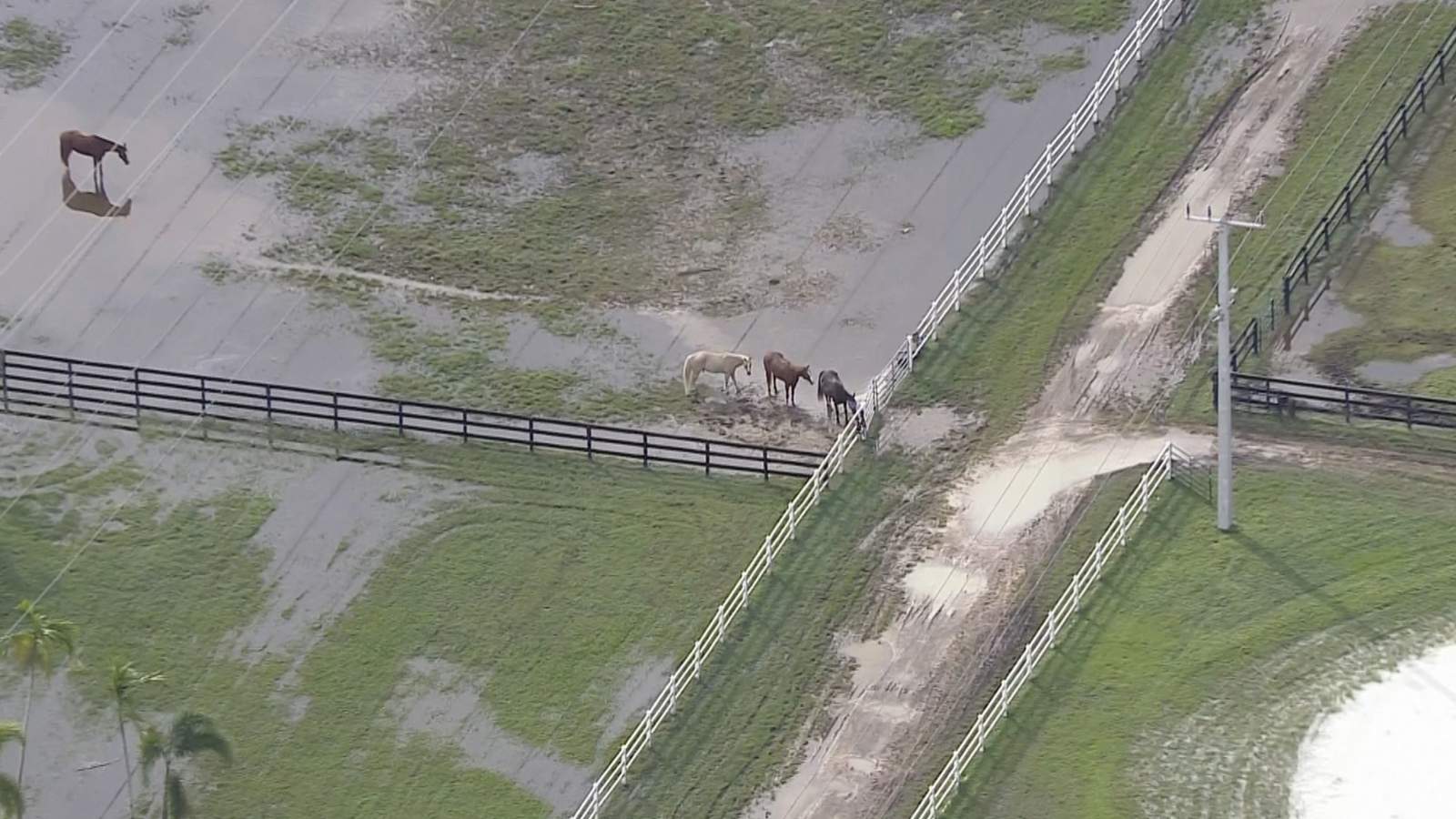 Horse gets stuck in mud in Southwest Ranches