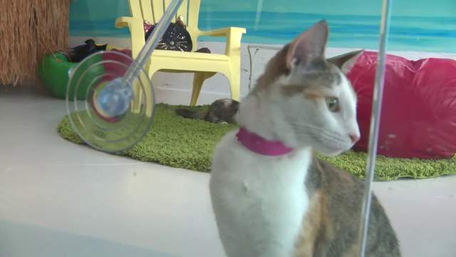 New Cat Cafe Opens On South Beach For Feline Fans