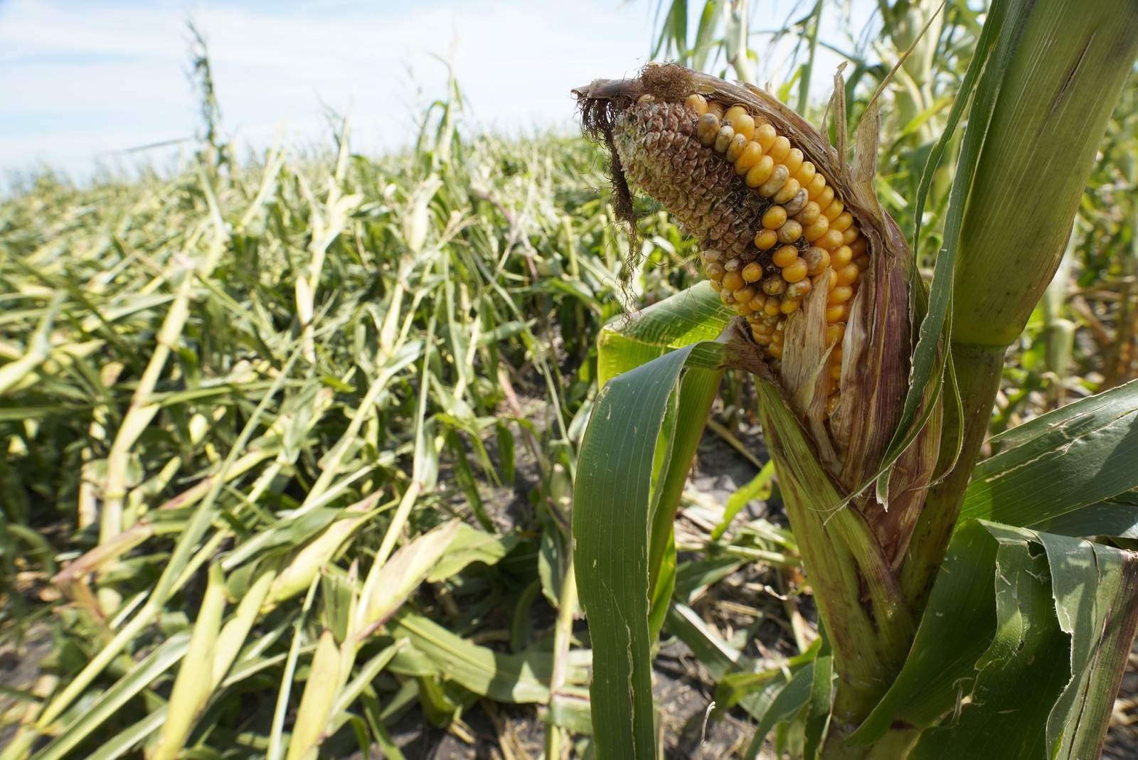 Report: Iowa’s derecho crop losses increase by more than 50%