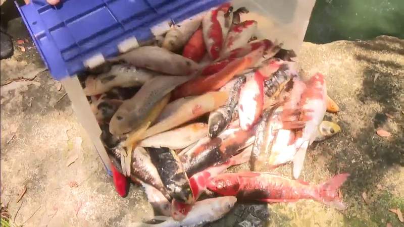 Fish and other wildlife continue dying in Coconut Grove, officials working to uncover why