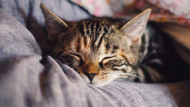 Finally There Could Soon Be A Vaccine For Cat Allergies