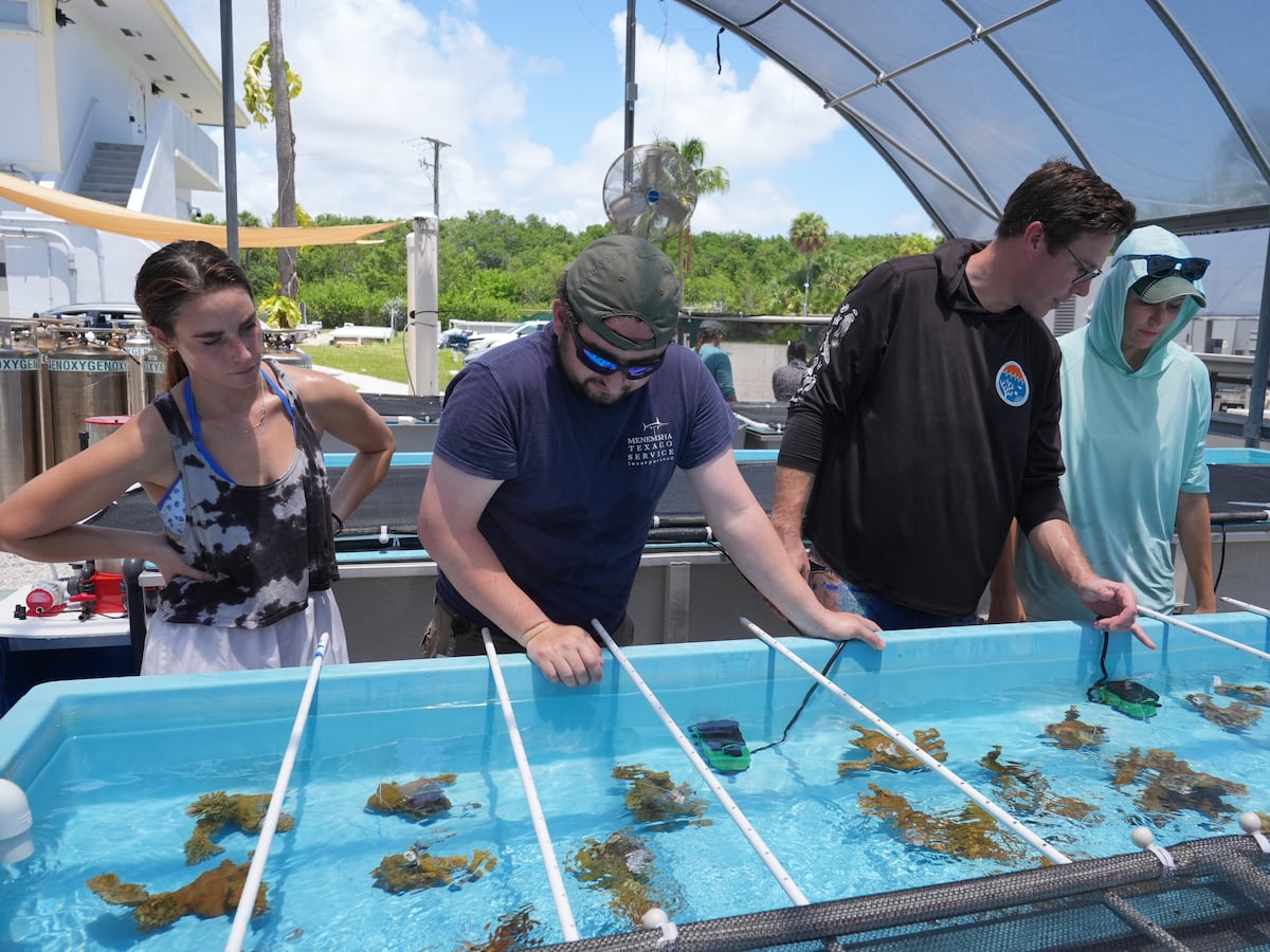 Image linked from the original feed: Florida researchers bring endangered elkhorn coral ashore to protect them