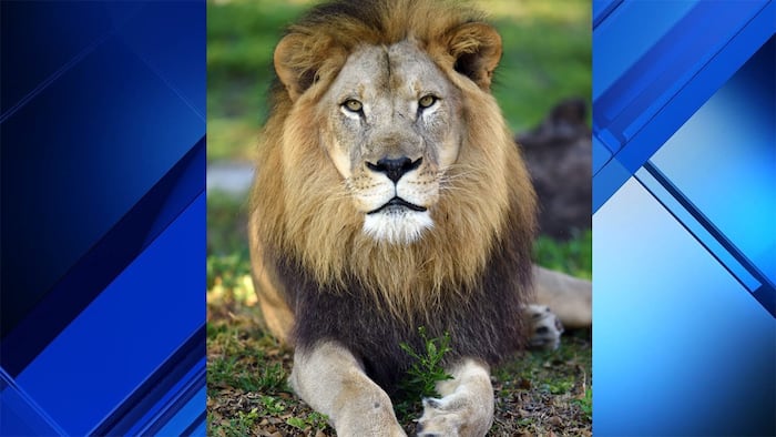 Zoo Miami’s last lion, Kwame, dies after chronic illness