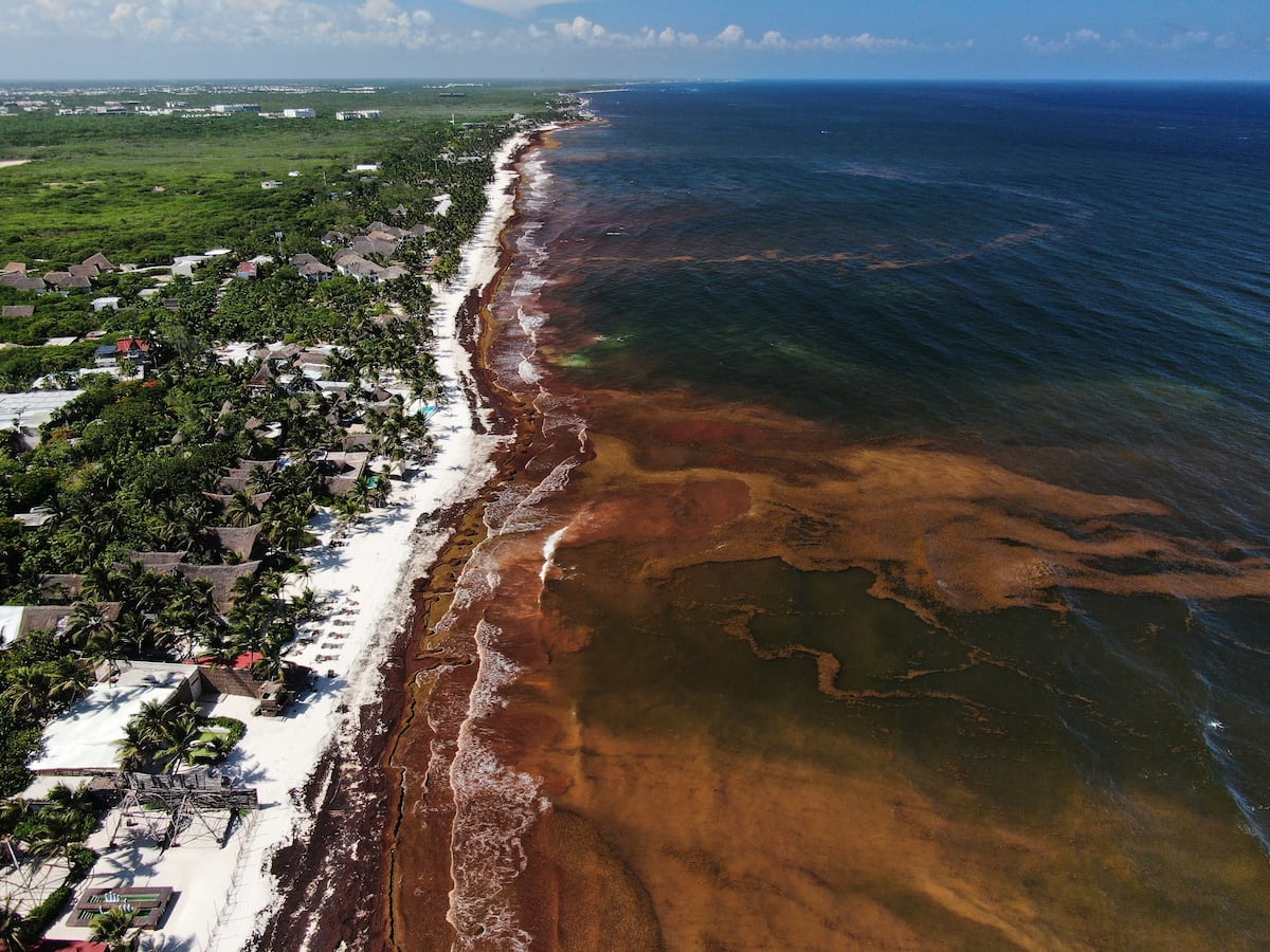 Image linked from the original feed: Caribbean and Gulf of Mexico beaches swathed in record levels of seaweed
