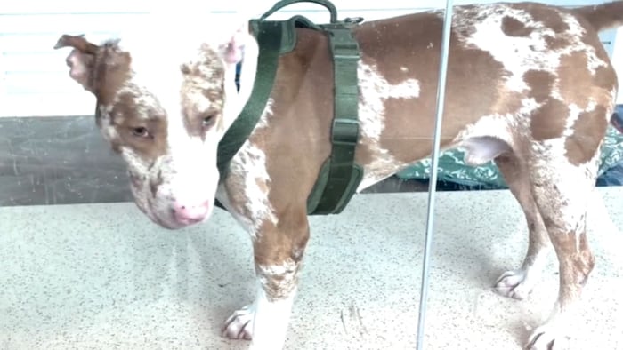 Broward animal shelter hits capacity, waives adoption fees under emergency campaign