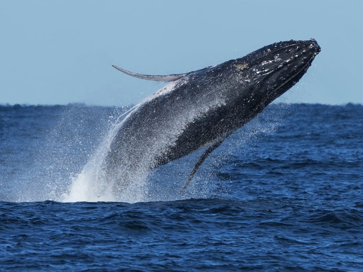 Image linked from the original feed: Whale 'supergroups' show numbers are rebounding from hunting. But Iran war holds dangers for them