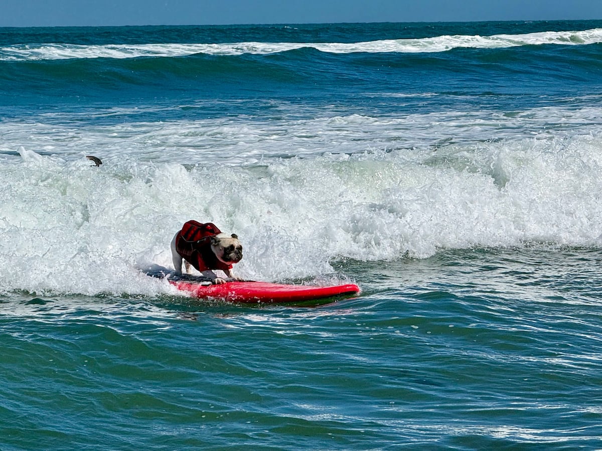 Image linked from the original feed: Top dogs ride waves at annual World Dog Surfing Championships