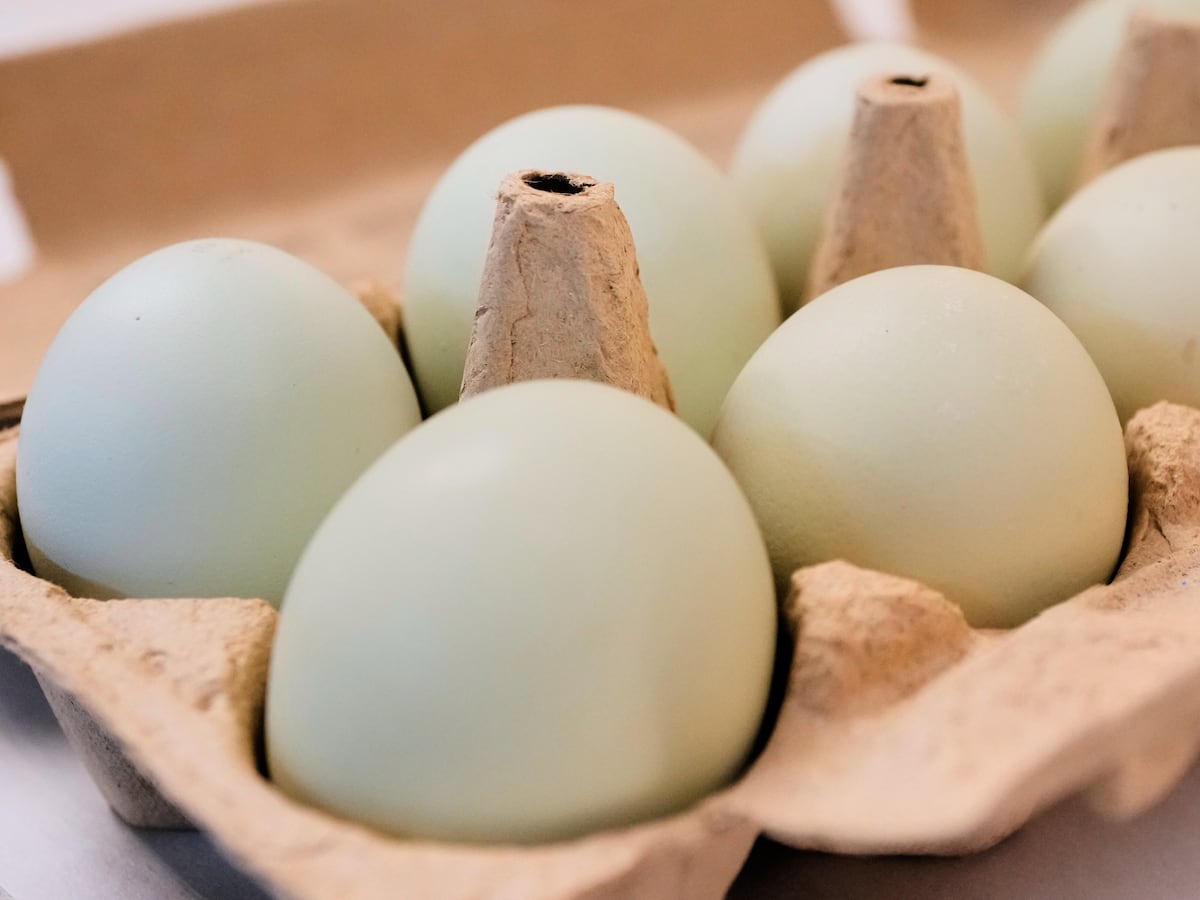 Image linked from the original feed: Salmonella outbreak tied to eggs has sickened 98 people since November