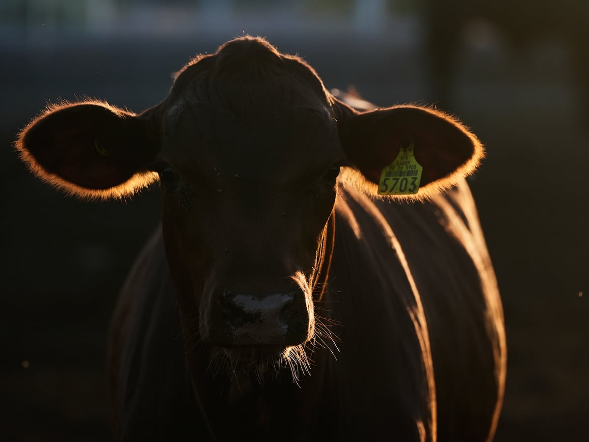 New Mexico Border Crossing Reopens for Mexican Cattle Imports