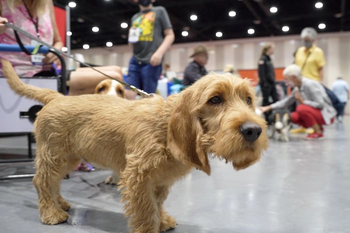 Unleash the hounds! And terriers and lapdogs. The American Kennel Club adds 3 breeds