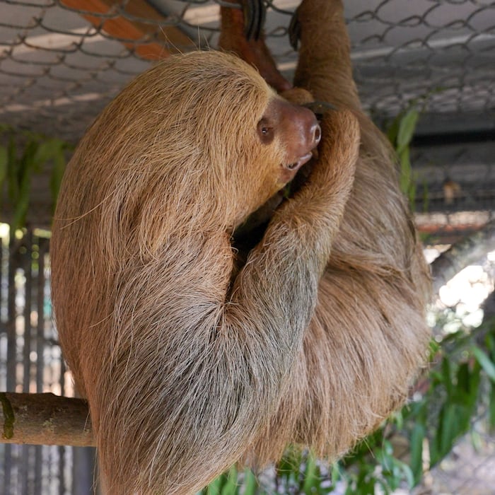 A second sloth dies after transfer to a central Florida zoo from troubled Sloth World