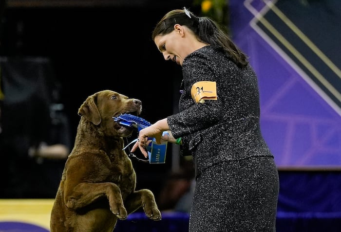 Doberman pinscher named Penny wins best in show at the 150th annual Westminster Kennel Club Dog Show