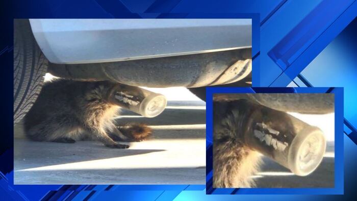 Wildlife activists raced to rescue raccoon caught in jarring encounter