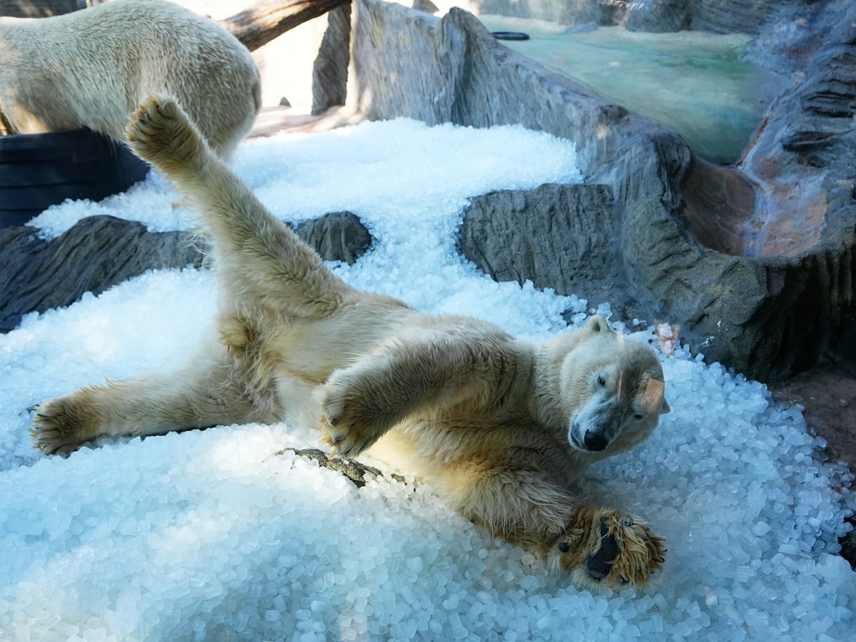 Image linked from the original feed: El Zoo de Praga refresca a los osos polares con hielo durante una ola de calor en Europa
