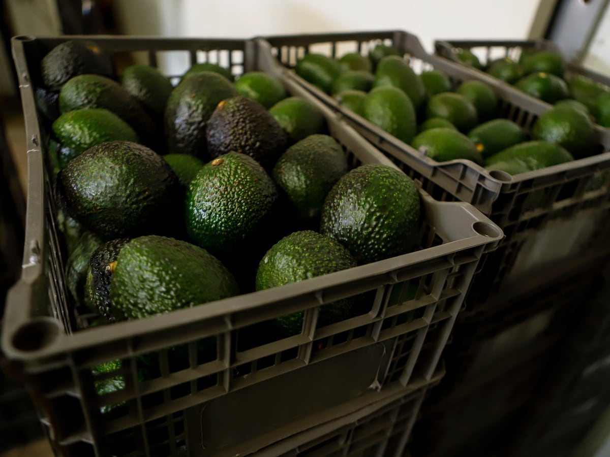 Image linked from the original feed: Las razones detras de las interrupciones en la venta de aguacates mexicanos a Estados Unidos