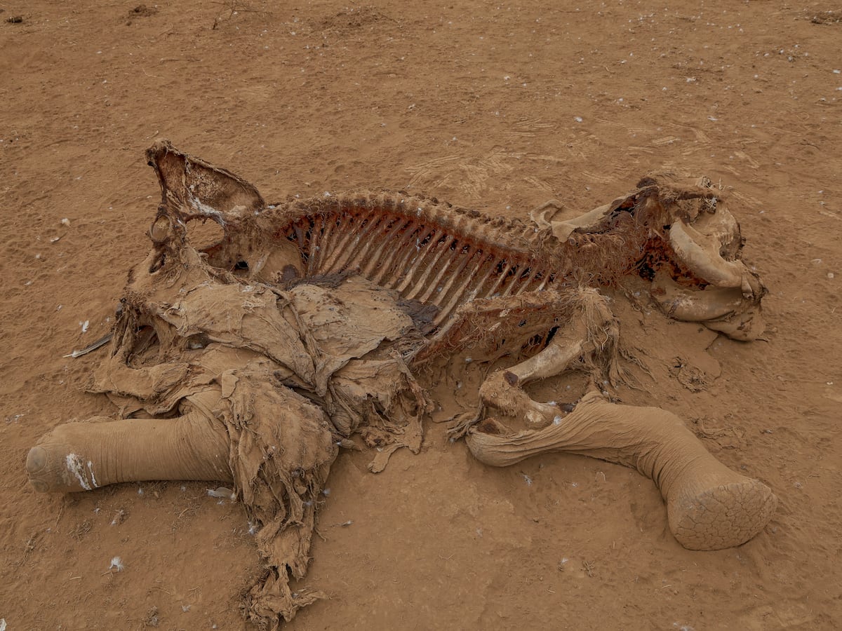 Image linked from the original feed: Farmers in Kenya dispute that cyanide poisoning could have killed 15 elephants