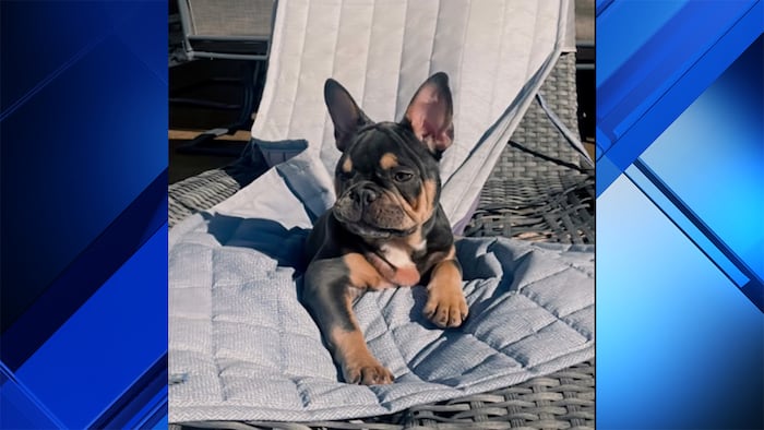 Hollywood police investigate Frenchie’s death after family says pet sitter left ...