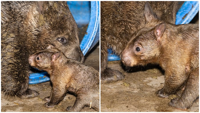 Zoo Miami announces first-ever birth of southern hairy-nosed wombat