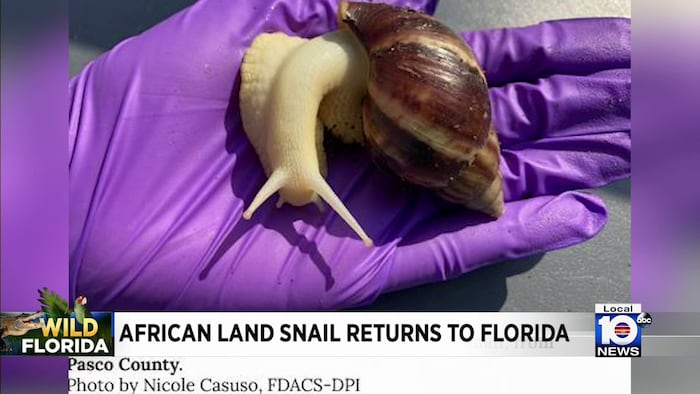 www.local10.com