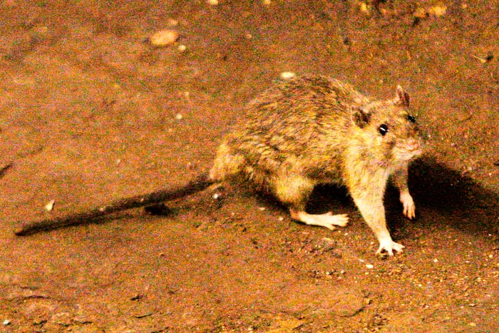 A suspected outbreak of the rare hantavirus on a cruise ship in the Atlantic Ocean kills 3 people