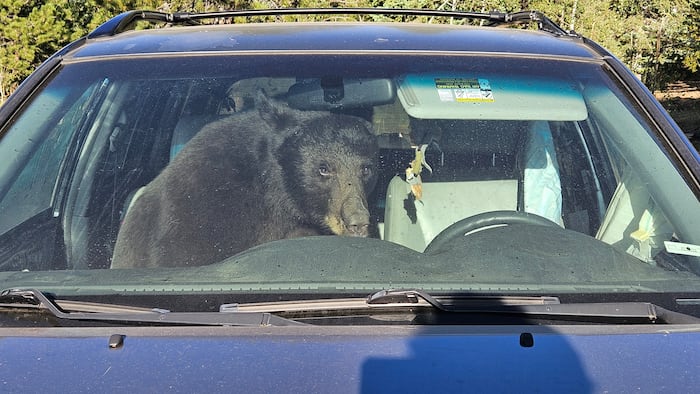 Parched summer in the Rockies sends hungry bears into urban areas and confrontations with people