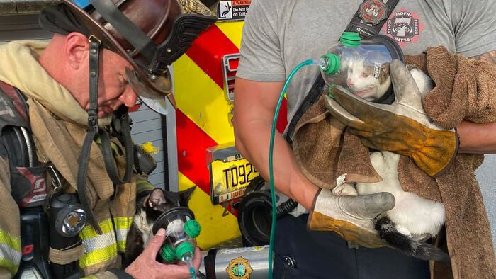 Firefighters rescue 2 cats from Miami-Dade house fire