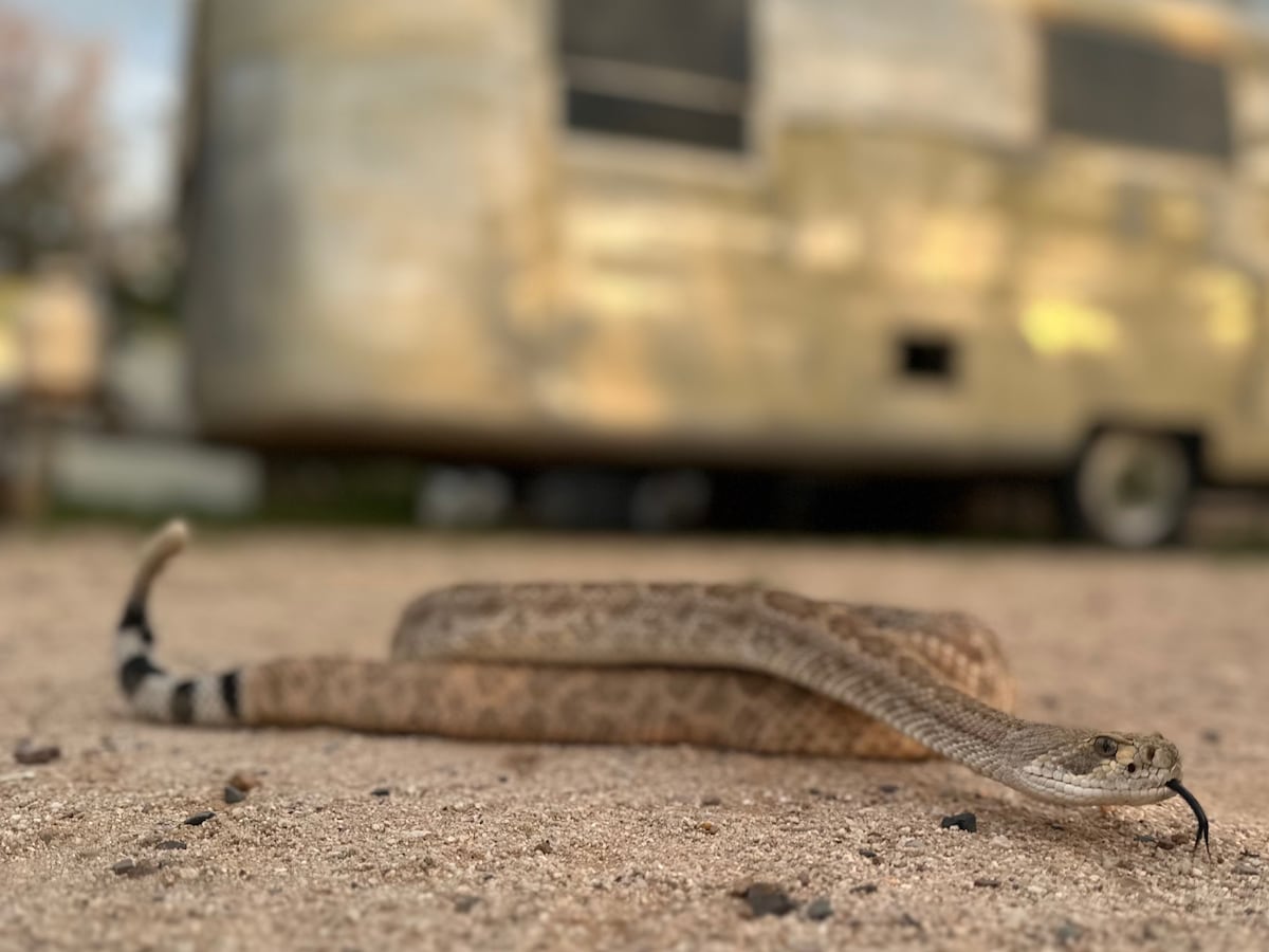 Image linked from the original feed: Leave it: Dog trainers help pets avoid poisonous snakes