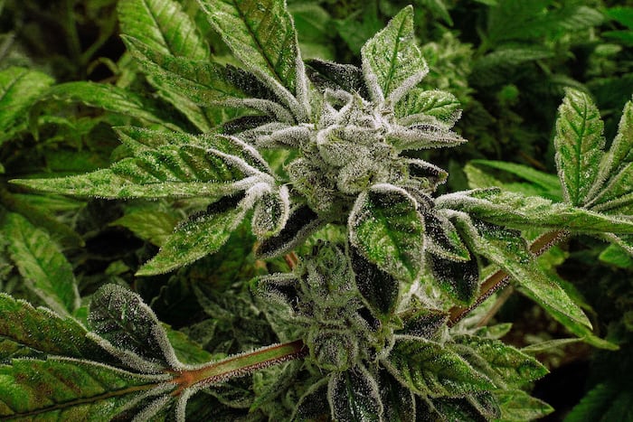 Trump reclassifies state-licensed medical marijuana as a less-dangerous drug in a historic shift