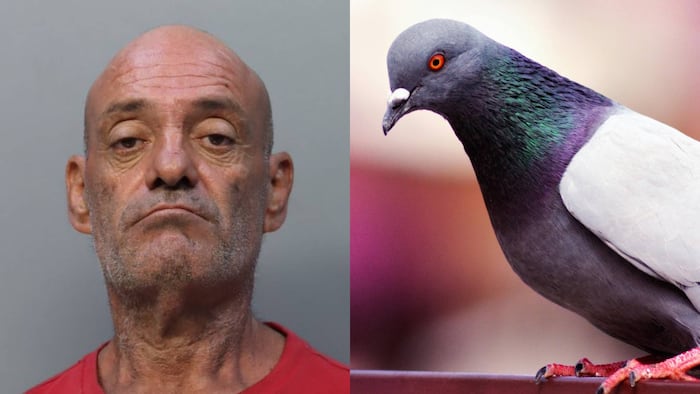 Hialeah Man Arrested for Stealing Prize-Winning Racing Pigeons