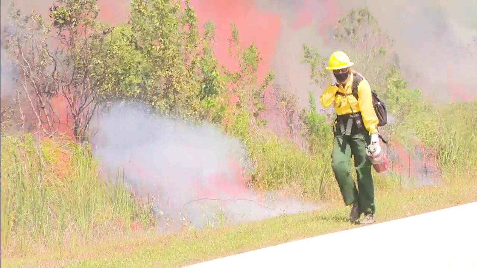 Controlled fires in Florida Everglades being set to eliminate ‘monster’ invasive plant