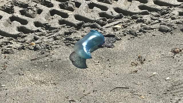 Beware The Beach Portuguese Man O War Washing Up On South Florida Shoreline