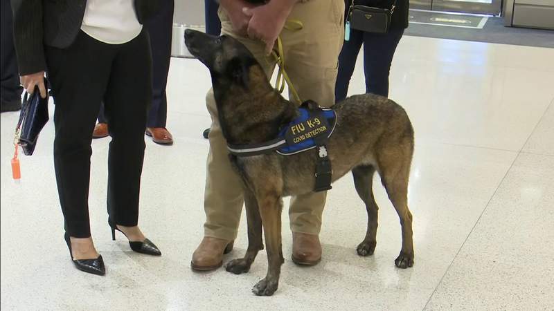 Dogs trained to detect COVID-19 will be screening Miami International Airport employees