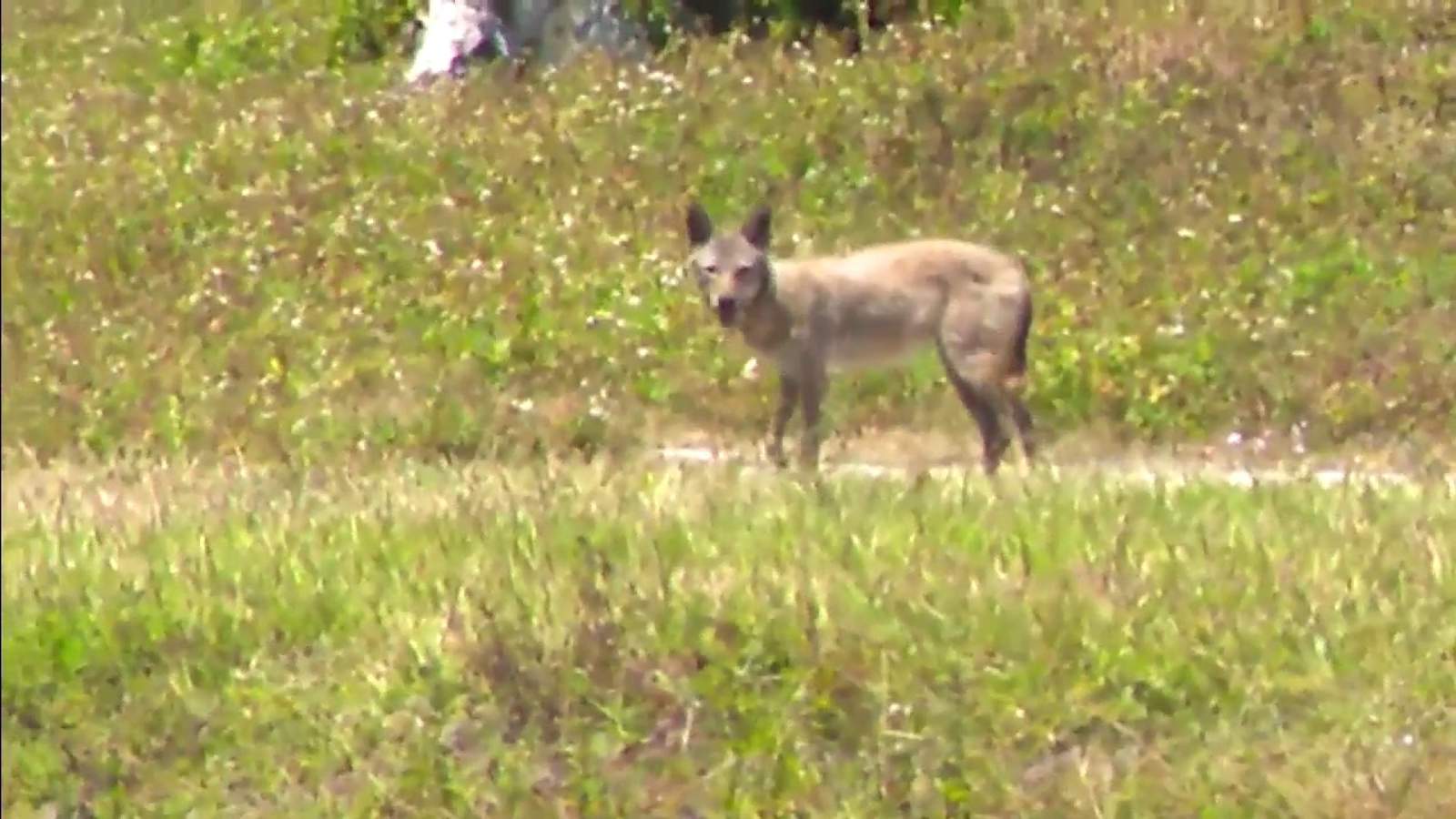 Coyote sightings increase in areas of Broward, residents say
