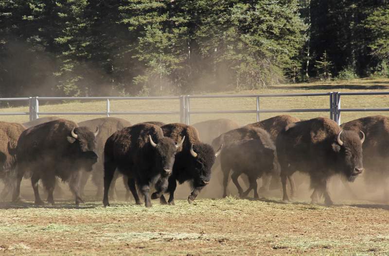 Chance to shoot bison at Grand Canyon draws 45k applicants