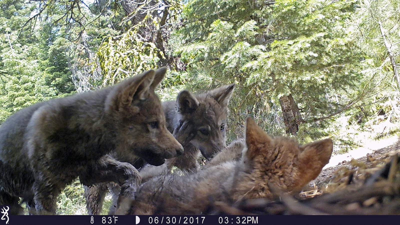 Trump officials end gray wolf protections across most of US