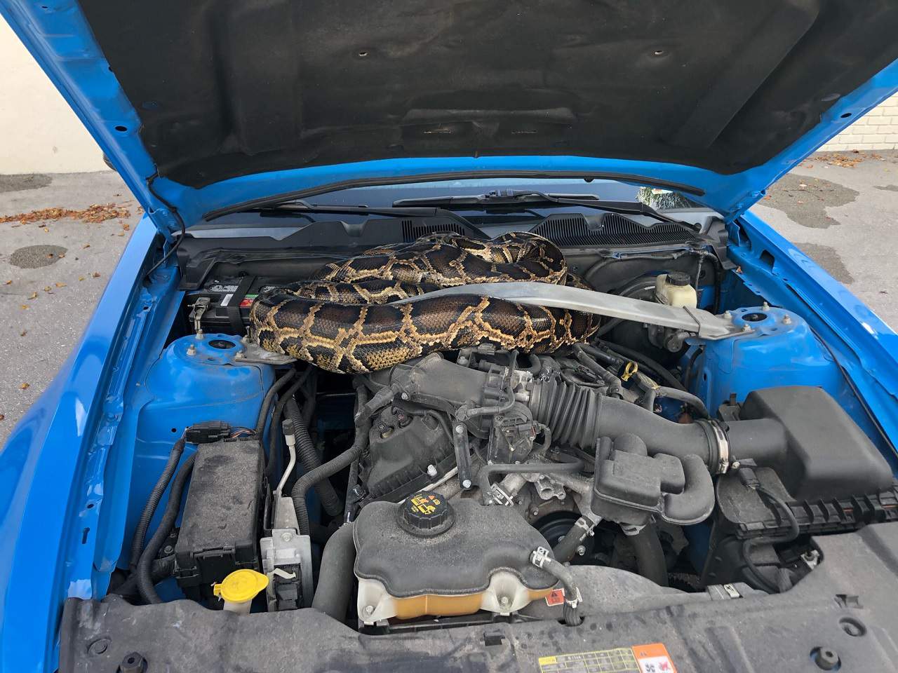 10-foot python removed from under car hood in Dania Beach