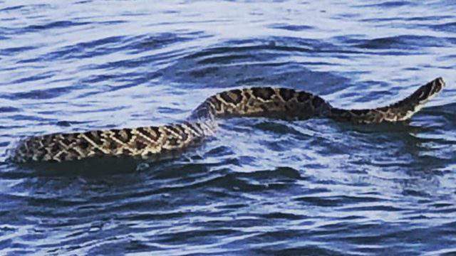 Giant Rattlesnakes Spotted In Florida Waterways